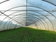 पूर्वनिर्मित हल्की इस्पात संरचना कृषि सब्जी ग्रीनहाउस Q235 ISO9001