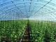 पूर्वनिर्मित हल्की इस्पात संरचना कृषि सब्जी ग्रीनहाउस Q235 ISO9001